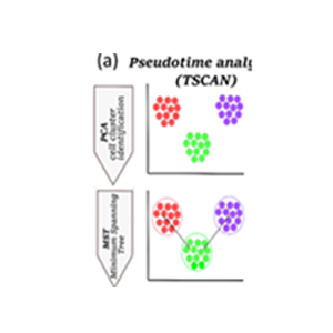 Cell type resolved co-expression networks of core clock genes in brain development