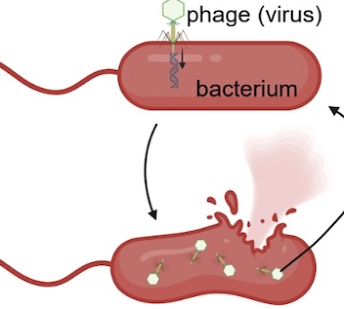 Glowing Viruses: How Strong is Their Grip?