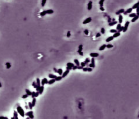 How do bacteria thrive the harmful effects of oxidative stress during pollutants degradation?