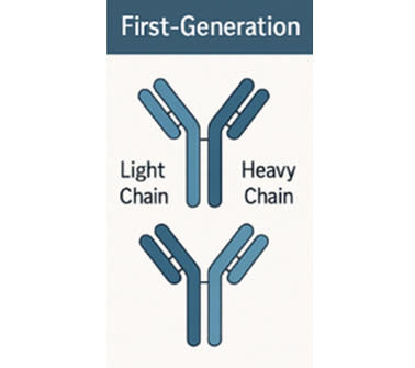 PERSPECTIVE: The Power of Phage Display: Redesigning Biology for Therapeutic Innovation