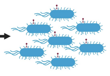 A Viral Shortcut: How a Tiny RNA Helps Viruses Take Over Bacteria