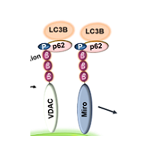 The Emerging Role of Mitophagy in Kidney Diseases