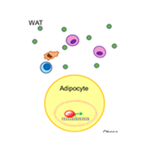 Glutamine diet supplementation prevents obesity through inhibiting inflammation