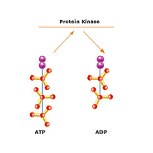 Kinases: The "Indispensables" of the DNA Damage Response Cascade