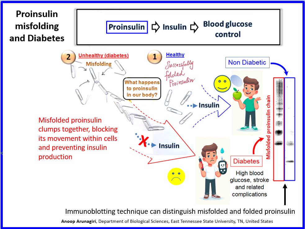 Proinsulin Folding-Trafficking Relationship in Diabetes